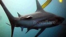 Baited Shark Diving