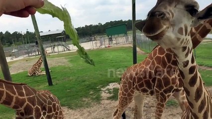 Giraffe eating lettuce in super slo-mo