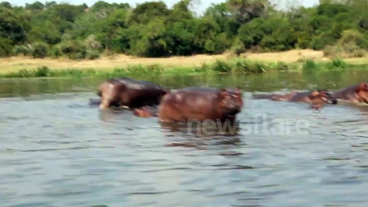 Hippo Attacks a Boat