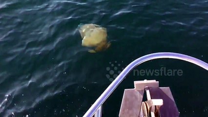 Giant jellyfish 'invasion' off the coast of Cornwall, UK