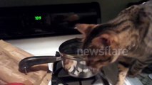 Cat eats mashed potato