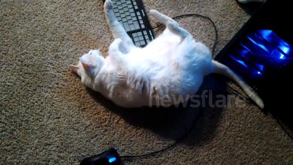 Cat can't decide between a mouse and a keyboard
