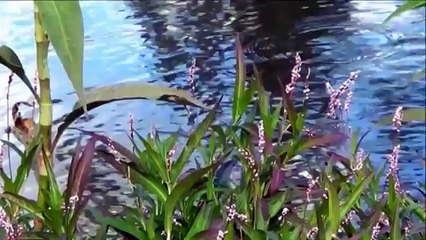 ★The Horse~Poem The Koran Horse Prayer~We Are Free by Valdi Sabev