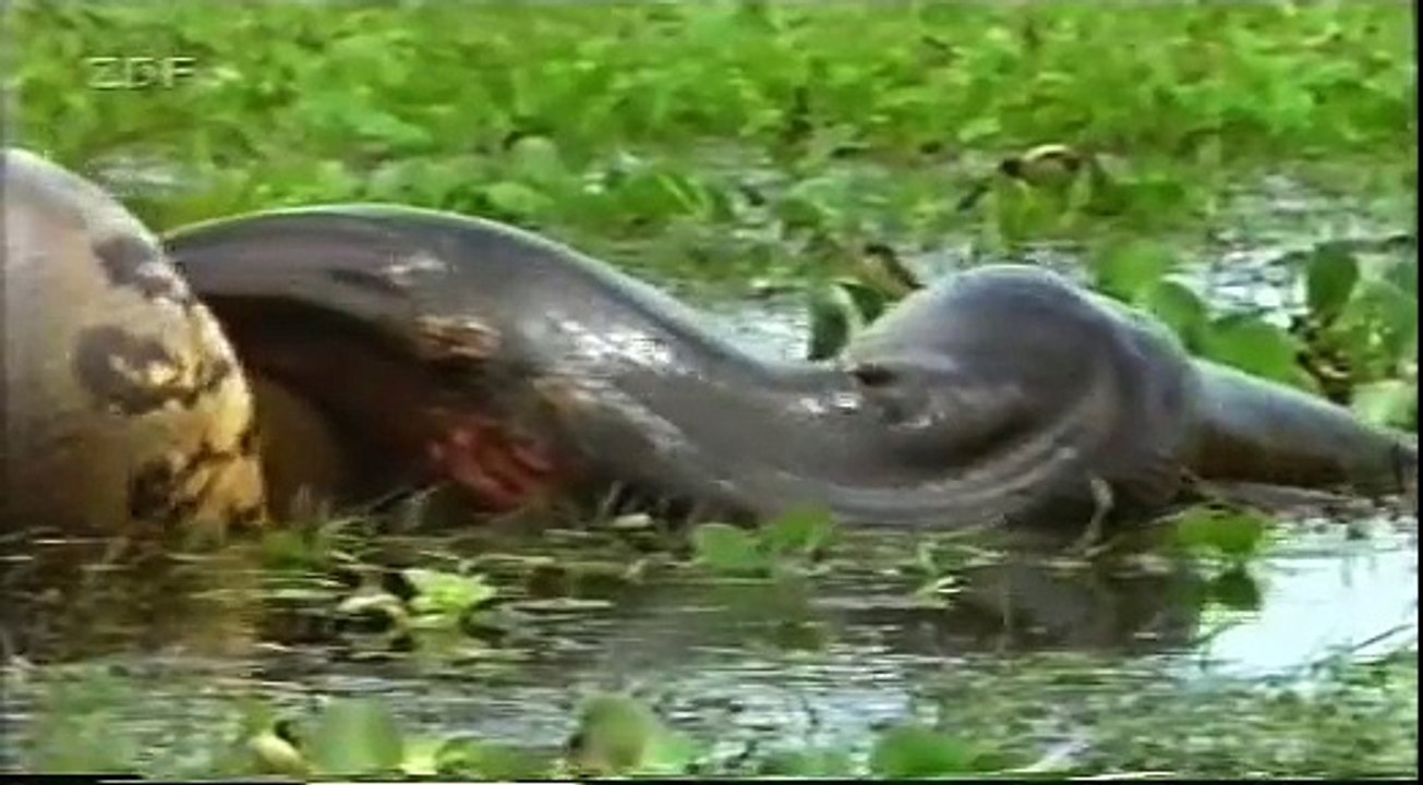 anaconda vs capybara extends