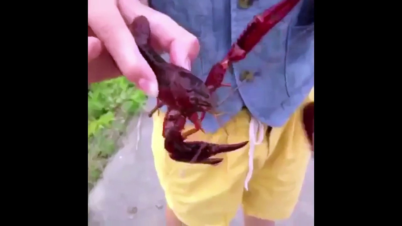 Bruh vine compilation