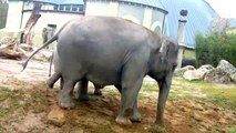 Die Rufe der Elefanten - Little Ludwig - Temi - Steffi - Panang - Mangala - Tierpark Hellabrunn