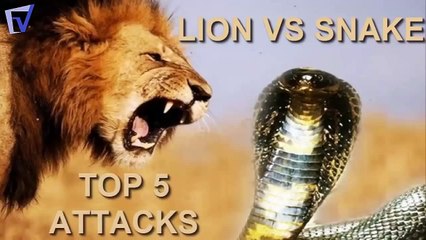 leone vs serpente Top 5 attacca HD