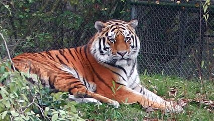 Elefant Ludwig - Tiger Jegor - Löwen Max und Benny -  Kleiner Panda - Leopard Julius