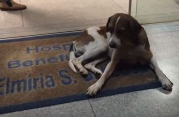 Perro espera a su dueña fallecida en puerta de hospital