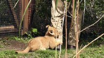 富士サファリパーク 赤ちゃんライオンのじゃれ合い&哺乳