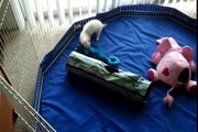 Ferrets Playing In Playpen
