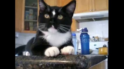 Kitten discovers a fly