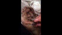 Prairie dog falls asleep while getting its belly rubbed