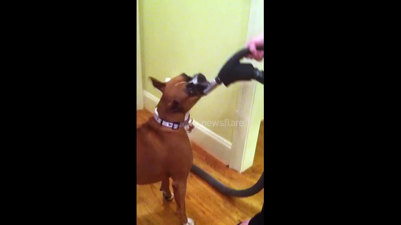 Dog vs Vacuum