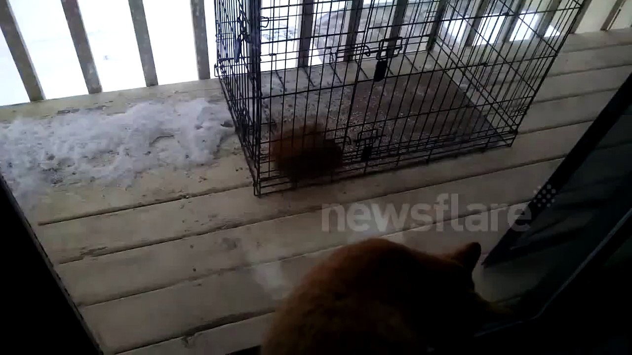 Get the Squirrel