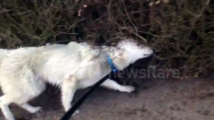 Dog brushes itself against bushes