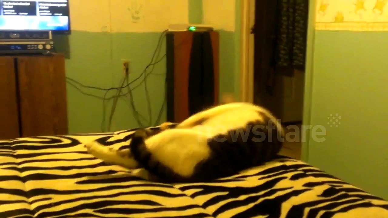 Cat blames dog for fail