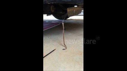 Deadly snake versus killer spider in Australia