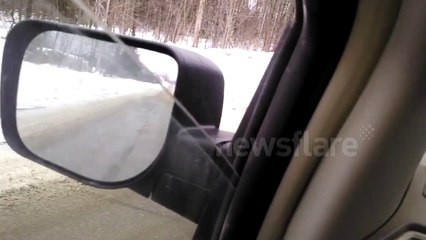 Motorist feeds a cookie to an escaped pig
