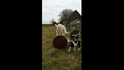 Goat kids playing on a barrel