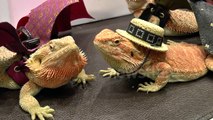 Bearded Dragons at a Pet Show
