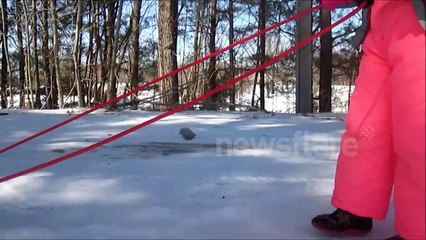 Goat enjoys sled ride