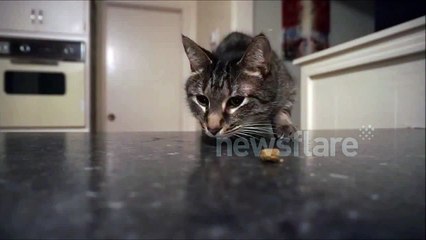 Egon the Cat wishes he had opposable thumbs