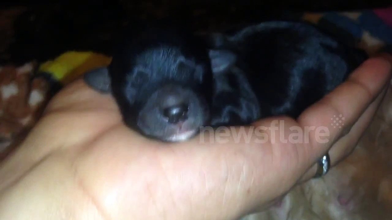 Loud puppy