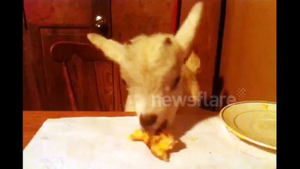 Baby goat eats child's leftovers