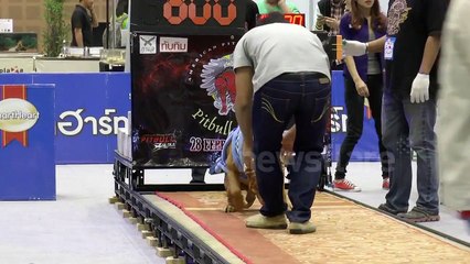 Pit bulls pulling weights in Thailand