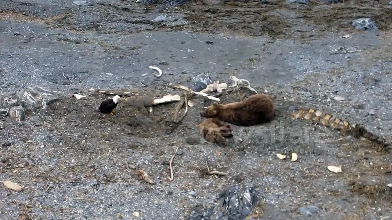 Bear goes for Eagle