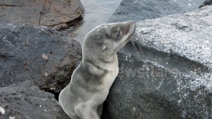 Sea Lion stuck Between rocks