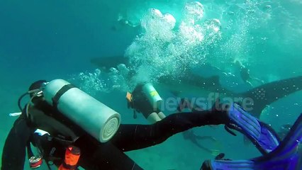 Whale-Shark hits diver