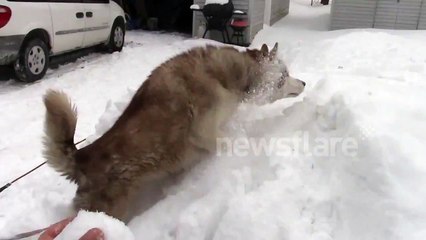 Husky playing in the snow