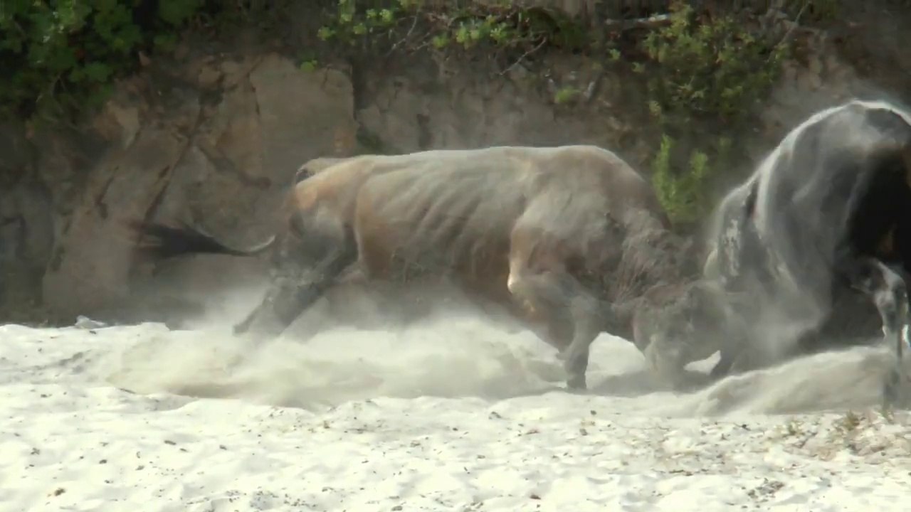 Combat de TAUREAUX plage d'argent