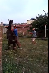 HaHaHa....Horse teaches a lesson to man