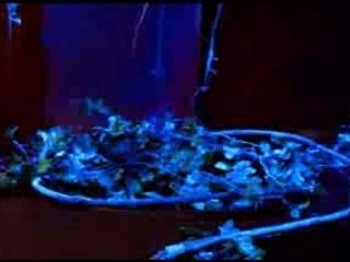 Plastic Tree - Slide PV