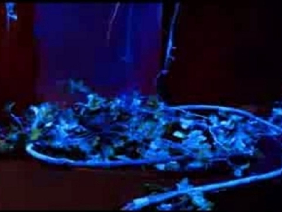 Plastic Tree - Slide PV