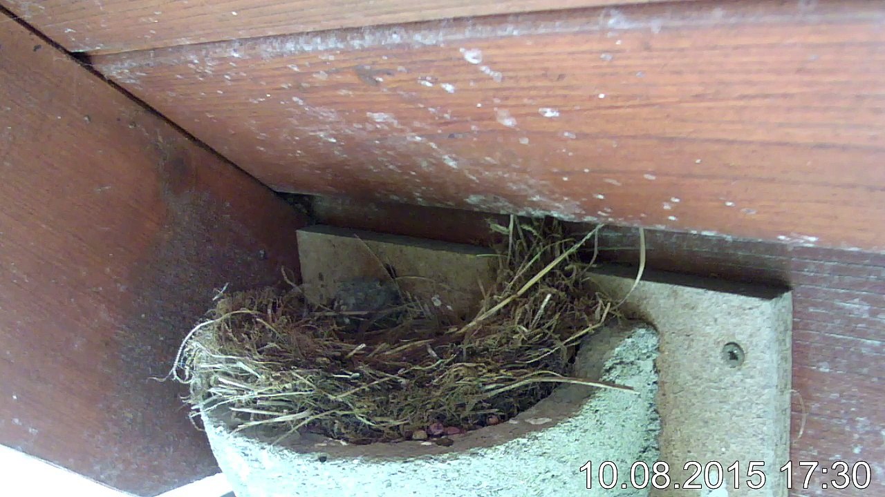 10.8.-17:30- Hausrotschwanz - Kinderstube 4 Junge (REPLAY) (2015-08-10 17:30:13 - 2015-08-10 17:35:22)