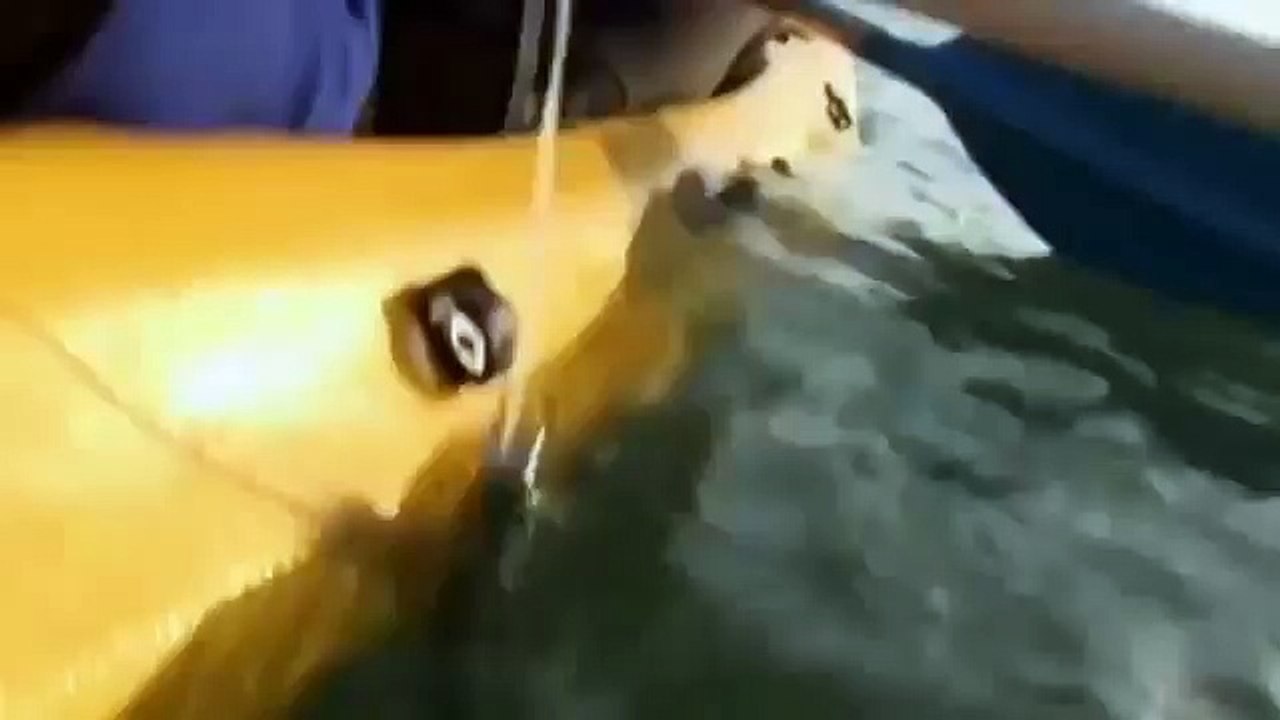 Great White Shark Attacks On Humans Caught On Tape (National Geographic Documentary) New HD