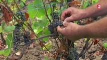 La météo, responsable du désastre des vignes alsaciennes