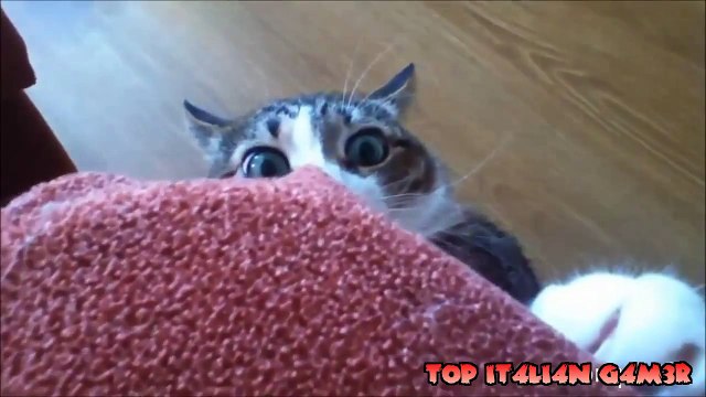 Cats-Funny cat videos 2015 / Top Video divertenti di gatti 2015