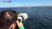 Footage of rare white whale captured off Australia coast