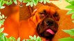 19 Top dog snoring animals compilation 2015 funny animals video NEW HD