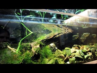 Oslo Reptilpark 2012: Razor-backed musk turtle, Sternotherus carinatus
