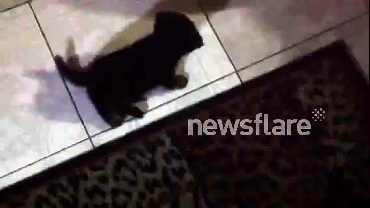 Cute puppy has shows off unusual method of locomotion