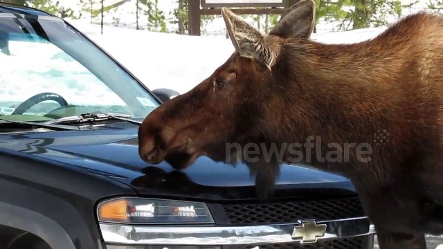 Curious moose licks truck