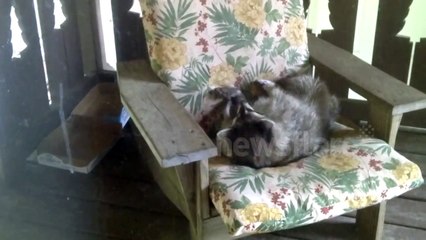 Raccoon swats mosquitoes