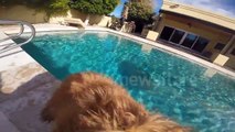 Pool Day With GoPro Fetch Mount