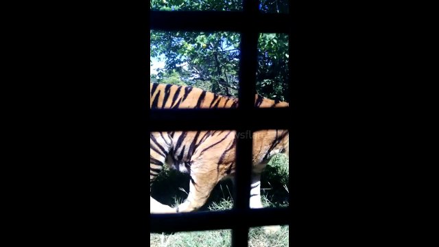 Hand feeding a huge tiger in the Philippines